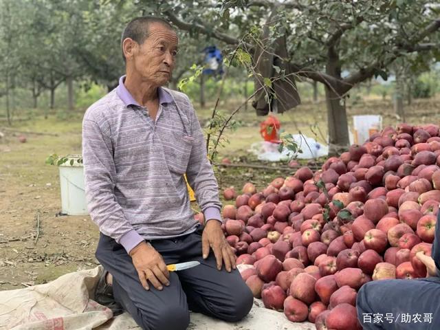 新闻说陕西苹果滞销疫情期间农产品滞销新闻稿-第1张图片-太平洋在线下载