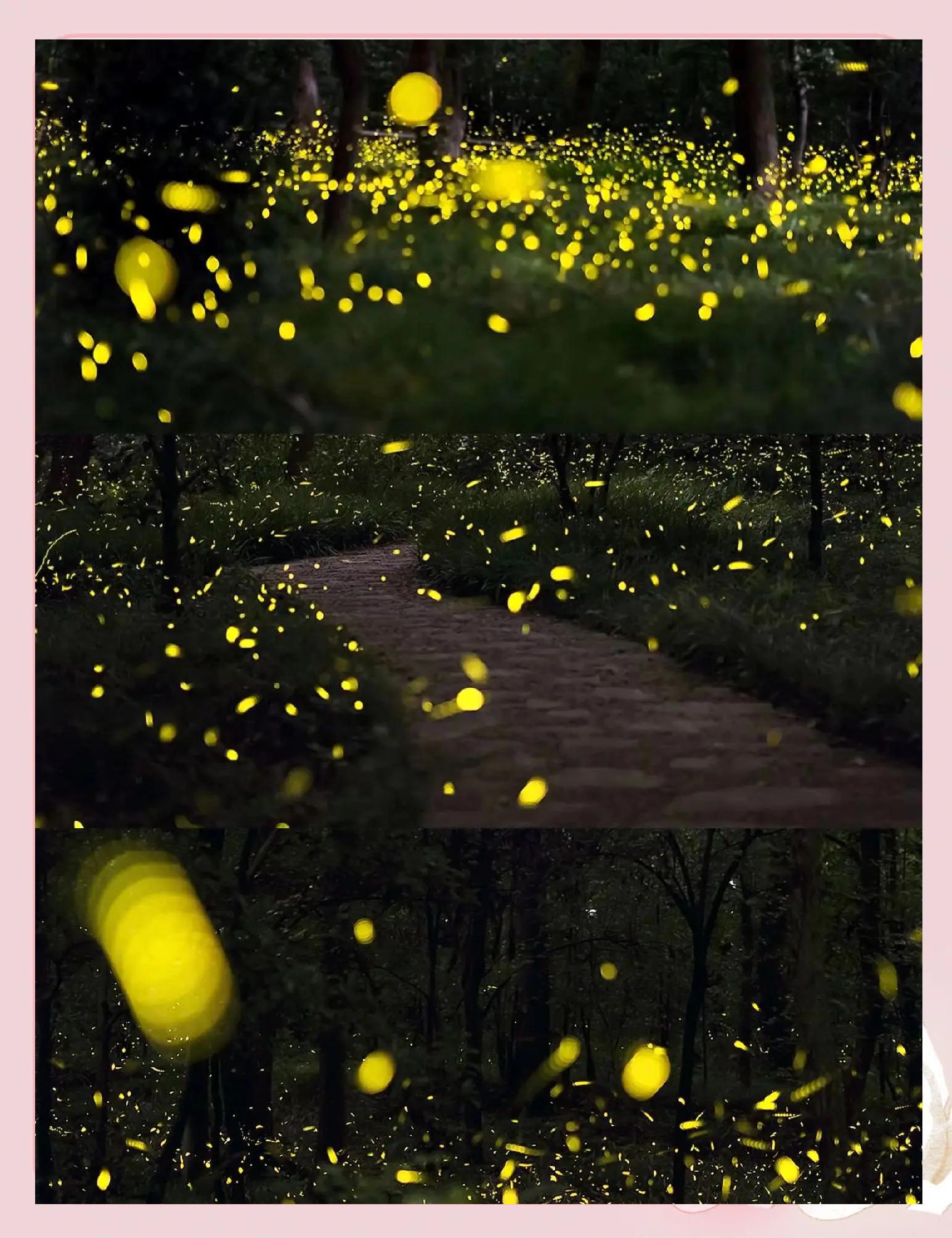 火萤视频主题手机版(火萤视频壁纸组件下载最新)-第4张图片-QuickQ官网